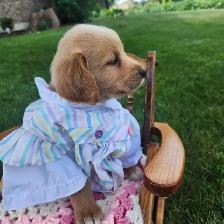 Golden retriever Female Puppy - Photo 3