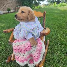 Golden retriever Female Puppy - Photo 4