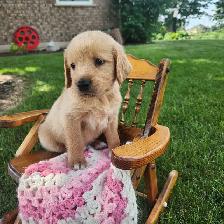 Golden retriever Female Puppy - Photo 5