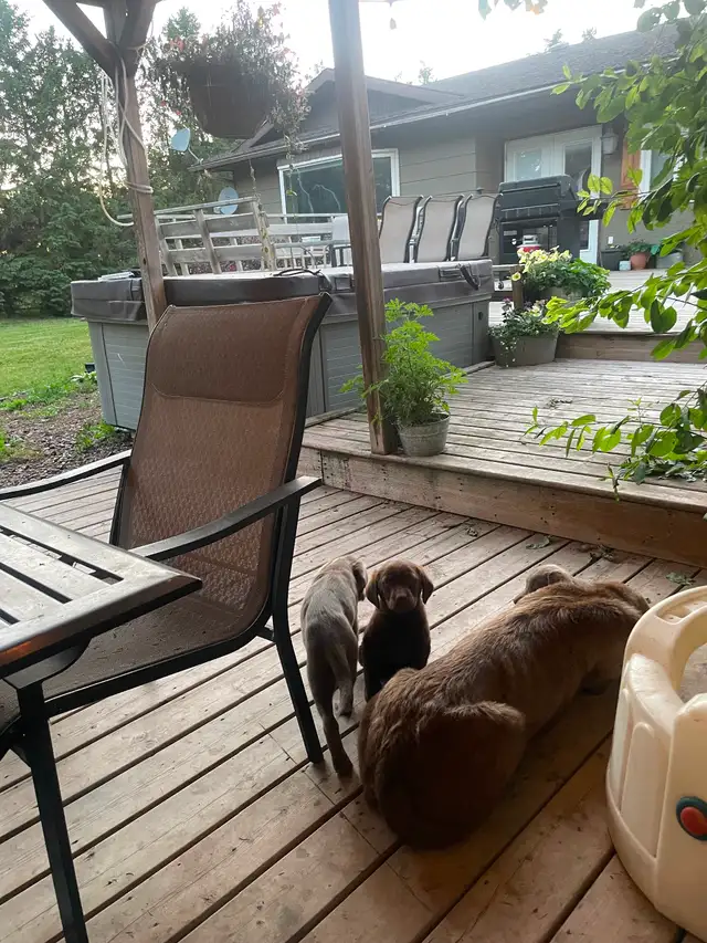 Chocolate/Silver Lab Puppies