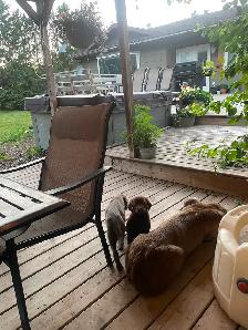 Chocolate/Silver Lab Puppies