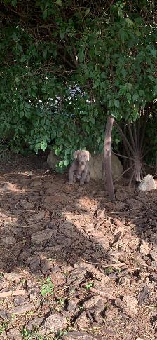Chocolate/Silver Lab Puppies - Photo 4
