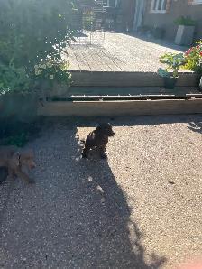 Chocolate/Silver Lab Puppies - Photo 5