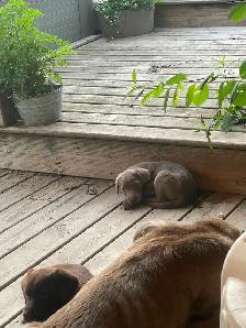 Chocolate/Silver Lab Puppies - Photo 6