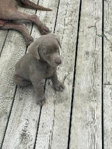 Chocolate/Silver Lab Puppies - Photo 8