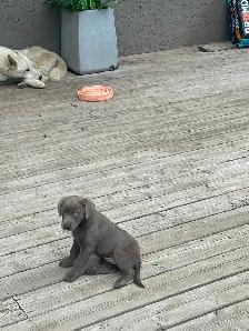 Chocolate/Silver Lab Puppies - Photo 9