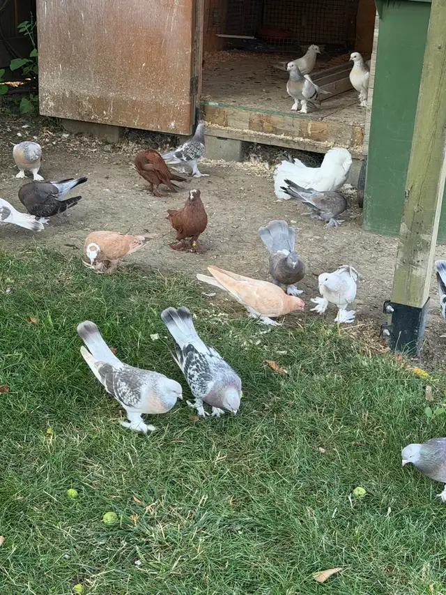 Sabuni and Miski Pigeons for Sale!