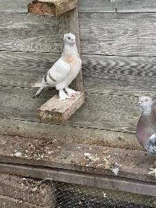 Sabuni and Miski Pigeons for Sale! - Photo 2
