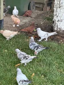 Sabuni and Miski Pigeons for Sale! - Photo 3