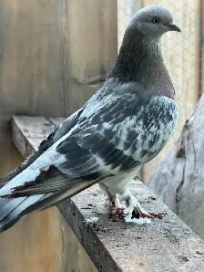 Sabuni and Miski Pigeons for Sale! - Photo 4