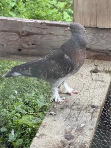 Sabuni and Miski Pigeons for Sale! - Photo 5