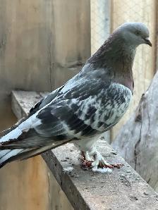 Sabuni and Miski Pigeons for Sale! - Photo 6