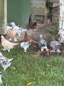Sabuni and Miski Pigeons for Sale! - Photo 7