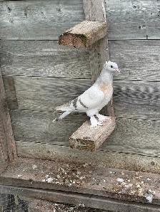 Sabuni and Miski Pigeons for Sale! - Photo 8