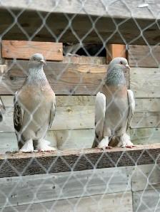 Sabuni and Miski Pigeons for Sale! - Photo 9