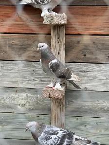 Sabuni and Miski Pigeons for Sale! - Photo 10