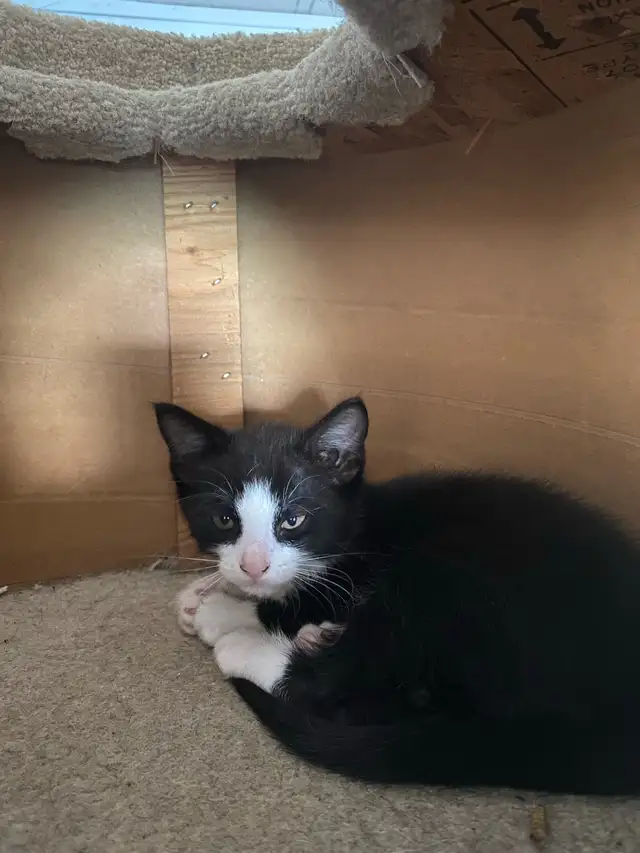 Rehoming Kittens