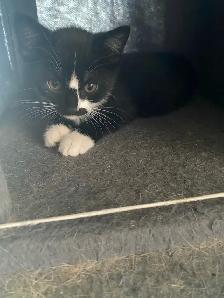 Rehoming Kittens - Photo 2