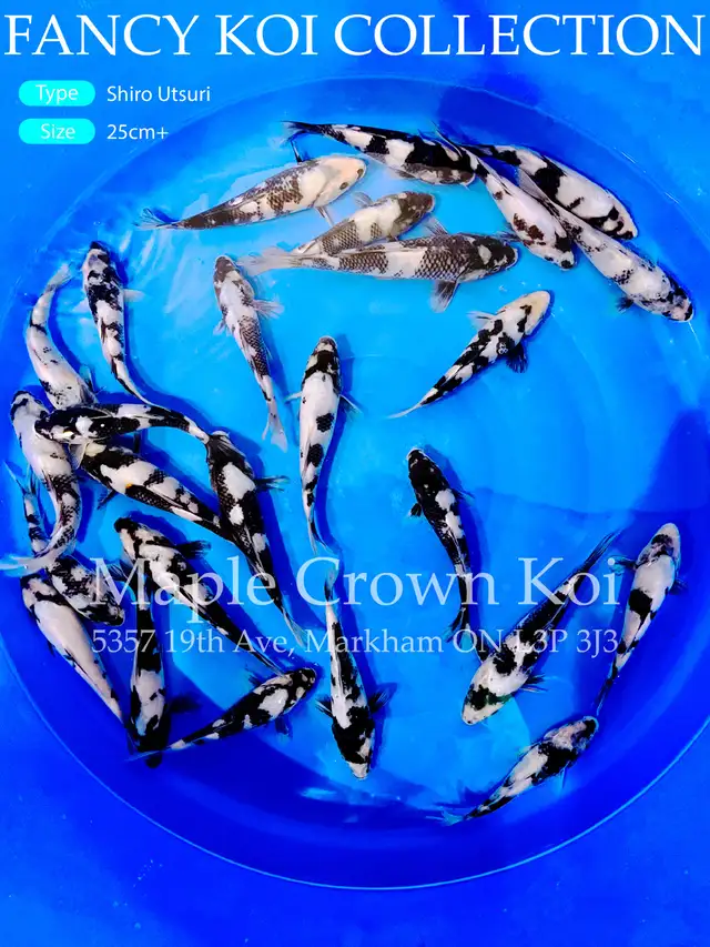 Koi fish