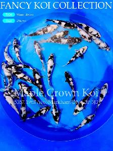 Koi fish