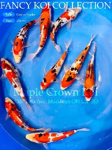 Koi fish - Photo 2