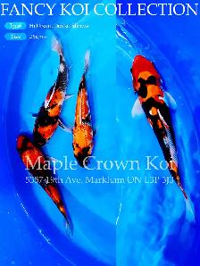 Koi fish - Photo 3