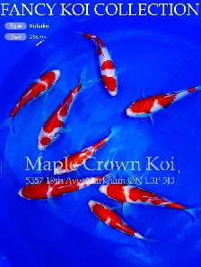 Koi fish - Photo 4