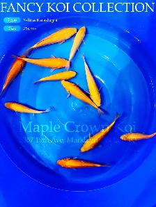 Koi fish - Photo 5