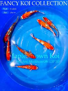 Koi fish - Photo 6