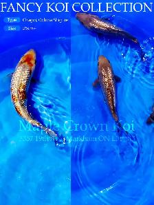 Koi fish - Photo 7