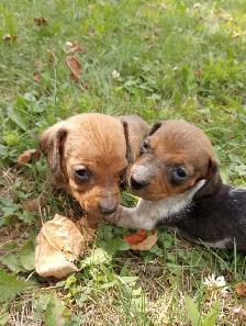 Miniature Dachshund Puppies