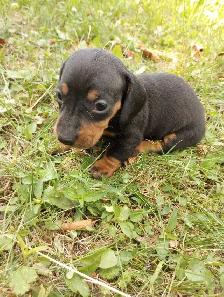 Miniature Dachshund Puppies - Photo 2