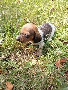 Miniature Dachshund Puppies - Photo 3