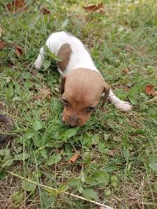 Miniature Dachshund Puppies - Photo 4