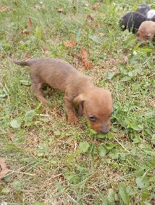 Miniature Dachshund Puppies - Photo 5