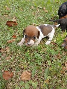 Miniature Dachshund Puppies - Photo 6