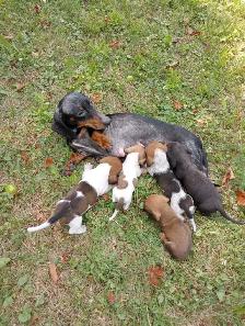 Miniature Dachshund Puppies - Photo 7