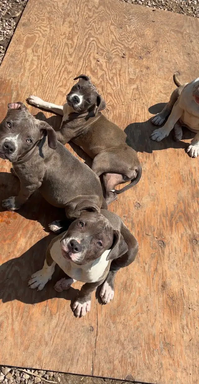 Bully puppies