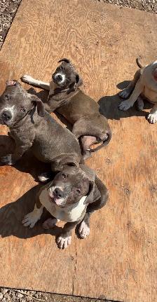 Bully puppies