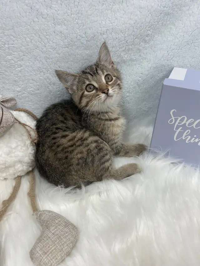 ❤️ Bengal/Siberian kittens ❤️(437) 292-1163