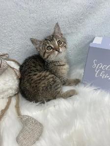 ❤️ Bengal/Siberian kittens ❤️(437) 292-1163