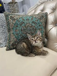 ❤️ Bengal/Siberian kittens ❤️(437) 292-1163 - Photo 2