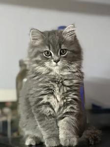 Chatons Himalayan-Persan - Photo 5