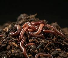 Nightcrawlers