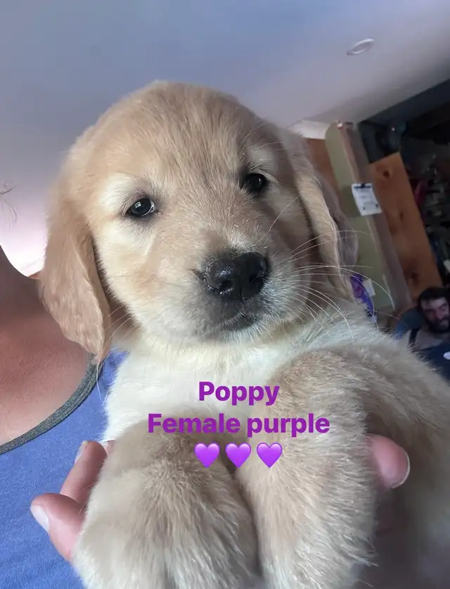 golden retriever pups ready July 15