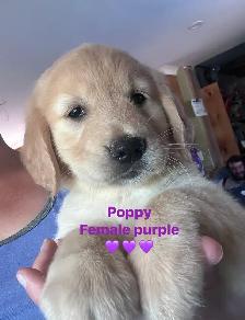 golden retriever pups ready July 15