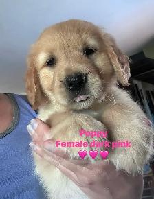 golden retriever pups ready July 15 - Photo 2