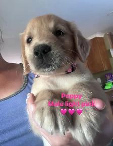 golden retriever pups ready July 15 - Photo 3