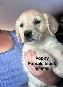 golden retriever pups ready July 15 - Photo 4