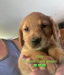 golden retriever pups ready July 15 - Photo 5
